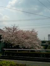 五条天神川の桜